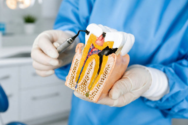 Gloved hands holding a cross-section model of a tooth with root canals